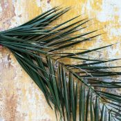 What is Palm Sunday and Why Do Christians Celebrate It?