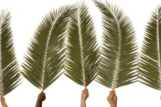 What Really Happened on Palm Sunday?
