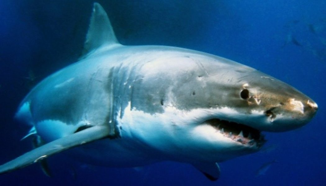 ‘Shark Week’ and the World’s Most Dangerous Work