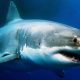 ‘Shark Week’ and the World’s Most Dangerous Work