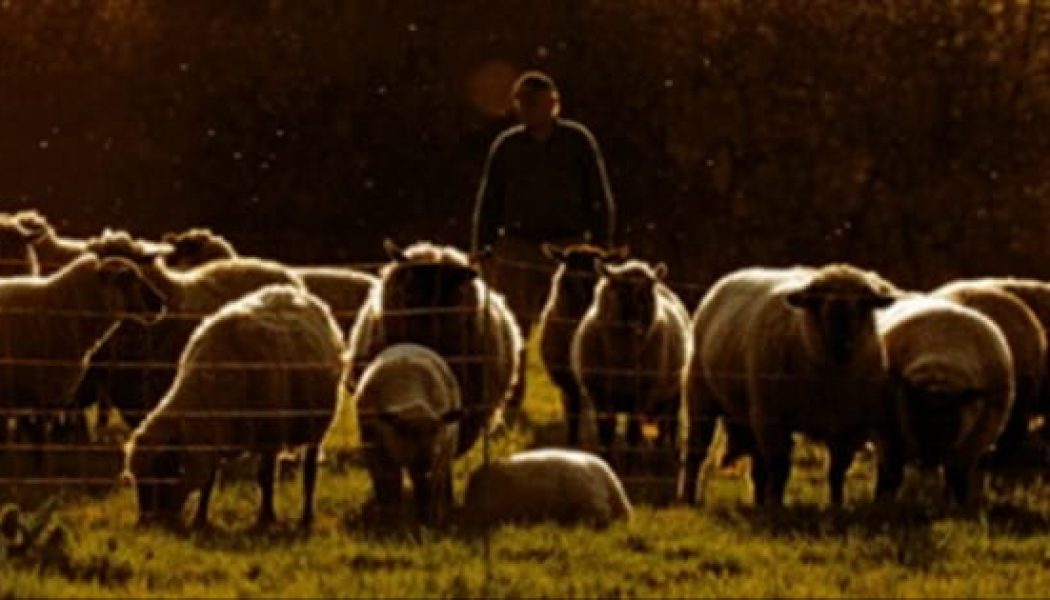 The Church Needs Shepherds, Not Coaches