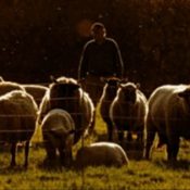 The Church Needs Shepherds, Not Coaches