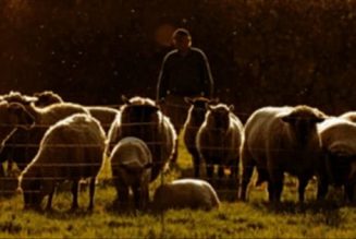 The Church Needs Shepherds, Not Coaches