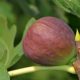 Why Did Jesus Curse a Fig Tree?