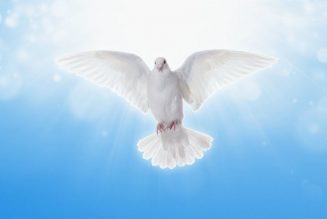 Why Is the Dove Often a Symbol for the Holy Spirit?