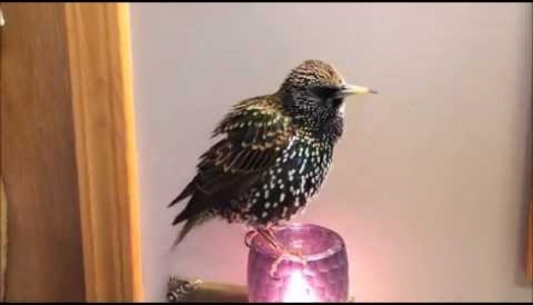 Did you know European starlings can be taught to speak? Listen to this…..