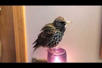 Did you know European starlings can be taught to speak? Listen to this…..