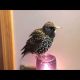 Did you know European starlings can be taught to speak? Listen to this…..