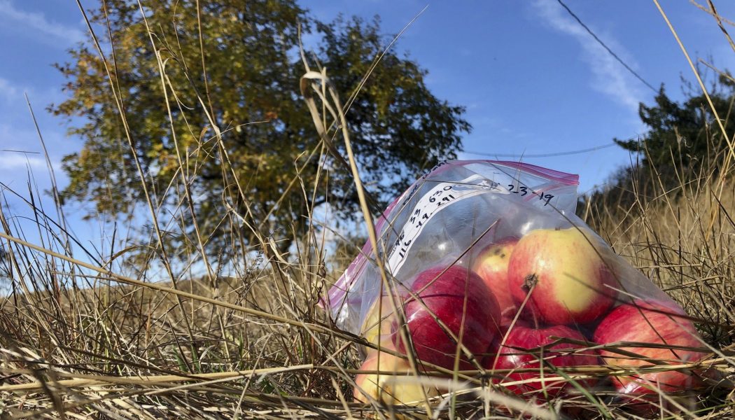 Forget the overhyped Cosmic Crisp — 10 pioneer-era apple types previously thought extinct have been found in the western U.S…