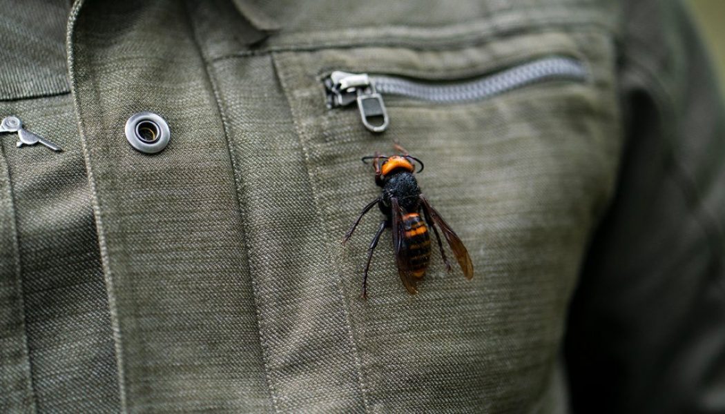Tracking the Asian giant ‘murder hornet’ as it reaches North America…