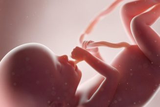 How aborted children are used in medical research in 2020…
