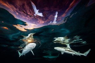 The winners of the 2021 Underwater Photographer Of The Year contest are breathtaking…