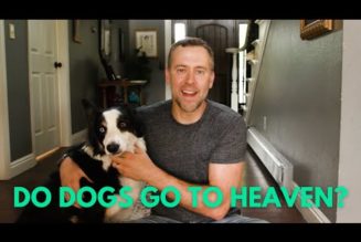 Do dogs go to Heaven?