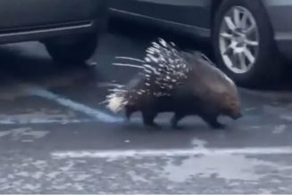 This wandering wild porcupine was only the fourth-weirdest thing that happened at the Vatican this week…