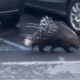This wandering wild porcupine was only the fourth-weirdest thing that happened at the Vatican this week…
