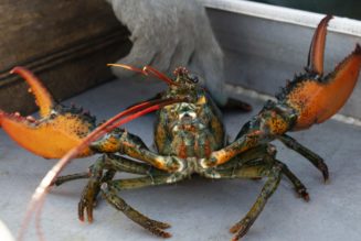 Crabs, octopuses and lobsters feel pain, study says — U.K. government to recognize them as “sentient beings”…
