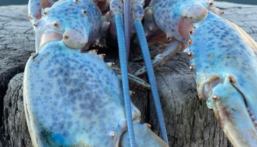 Maine lobsterman scores one-in-a-million catch — an ultra-rare cotton candy lobster…
