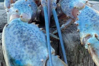 Maine lobsterman scores one-in-a-million catch — an ultra-rare cotton candy lobster…
