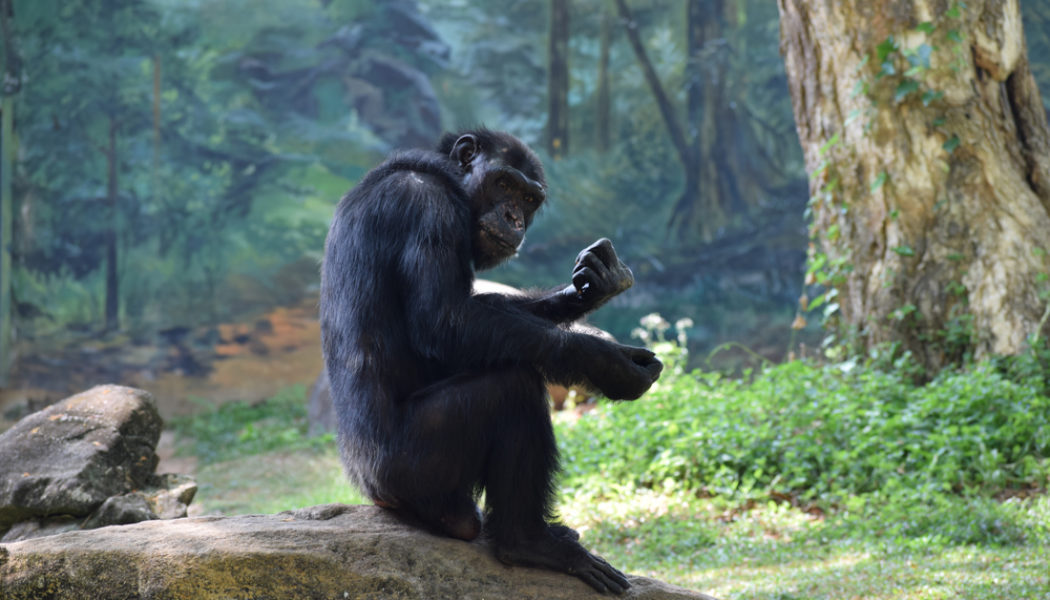 Why are chimpanzees suddenly attacking gorillas in Central Africa?