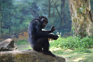 Why are chimpanzees suddenly attacking gorillas in Central Africa?