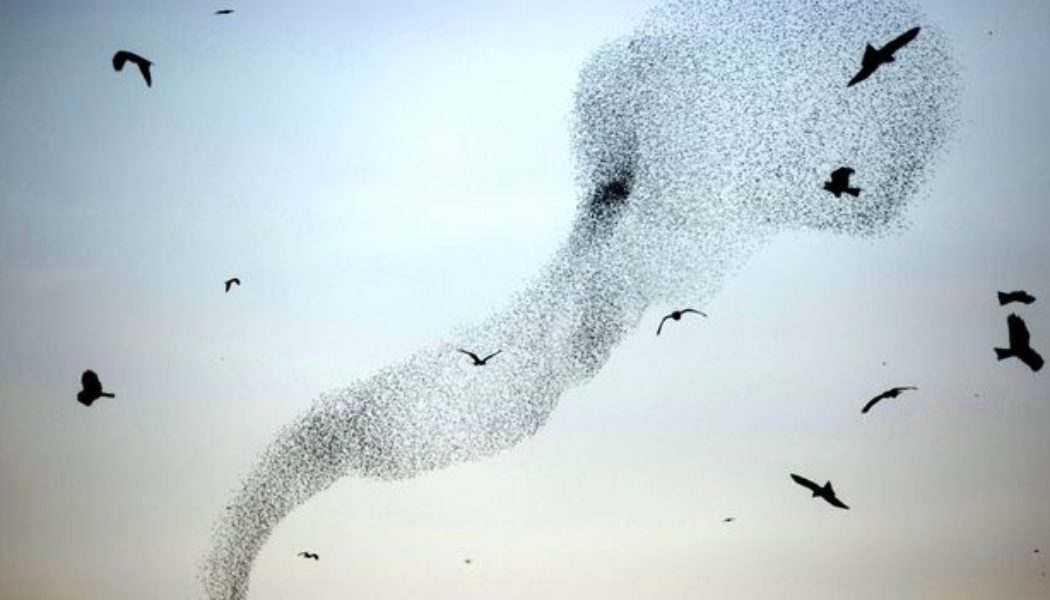 The strange reason migrating birds are flocking to cities…