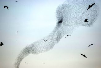 The strange reason migrating birds are flocking to cities…
