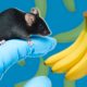 Scientists have finally figured out why mice are scared of bananas…