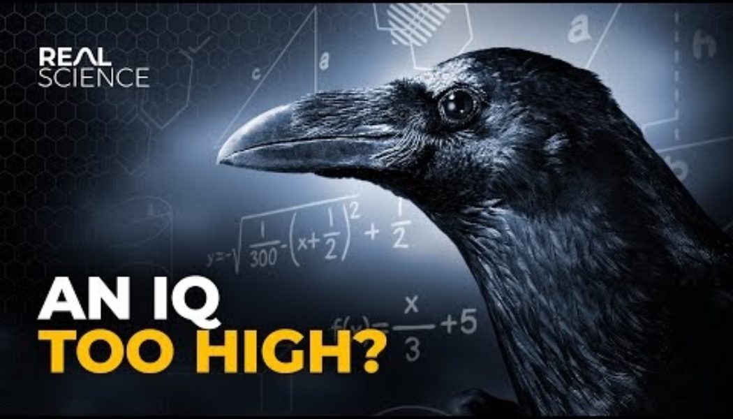 Scientists say crows may be as smart, in some ways, as 7-year-old humans…