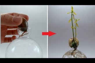 Watch this amazing timelapse of an acorn turning into a little oak tree in 196 days…