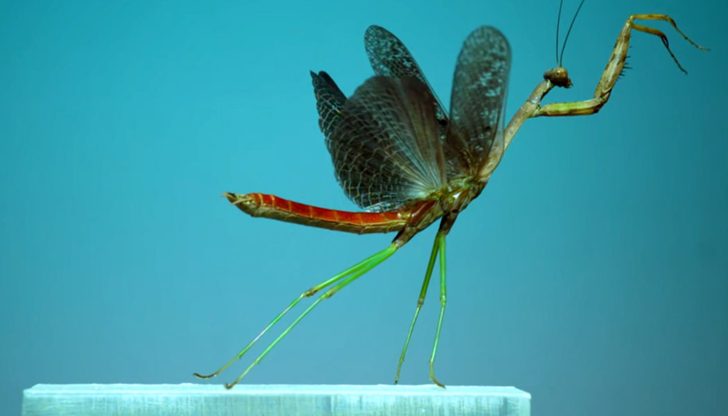 Watch how insects become airborne, slowed down to a speed the human eye can appreciate…