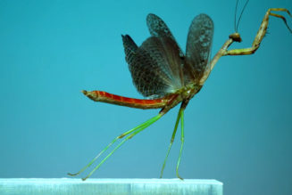 Watch how insects become airborne, slowed down to a speed the human eye can appreciate…