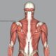 What are muscle knots? An exercise physiologist explains what those tight little lumps are and how to get rid of them…