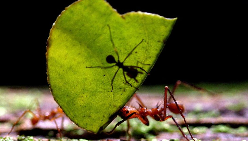 How many ants are crawling on Earth? Scientists say 20 quadrillion — about 2.5 million for every human…