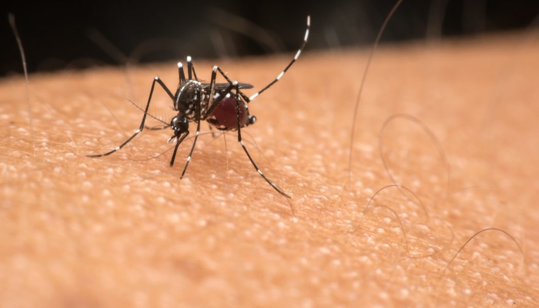 Why are some people mosquito magnets and others unbothered? A medical entomologist explains…..