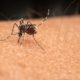 Why are some people mosquito magnets and others unbothered? A medical entomologist explains…..