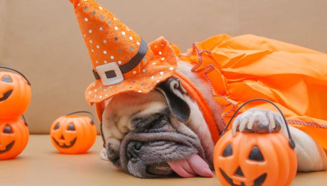 It’s still too early to celebrate Halloween…