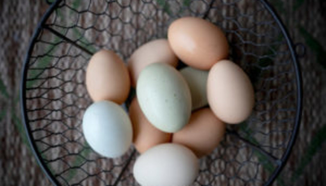 Why are chicken eggs different colors?