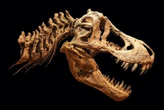 T. rex could have been 70% bigger than fossils suggest, new study shows…