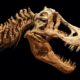 T. rex could have been 70% bigger than fossils suggest, new study shows…