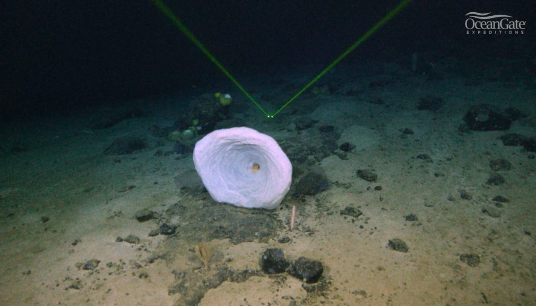 Mysterious ‘large object’ detected near Titanic wreck finally identified…