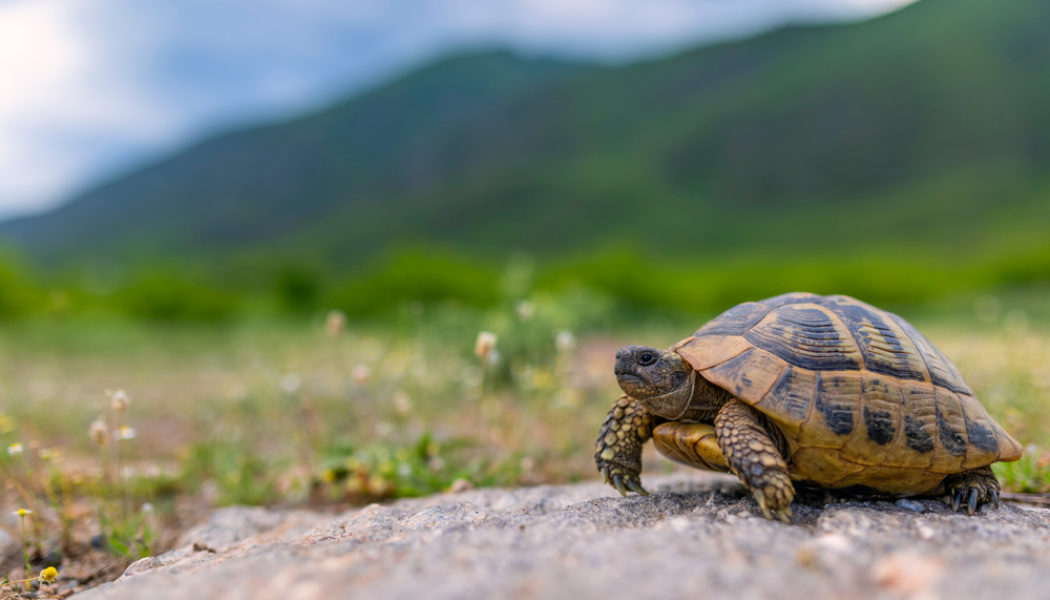 Chickens, octopuses, roaches, snakes, and turtles: 5 animals that don’t die right away…