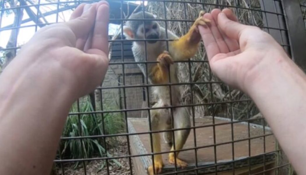 Can you fool a monkey with a magic trick? Yes, but only if it has opposable thumbs…..