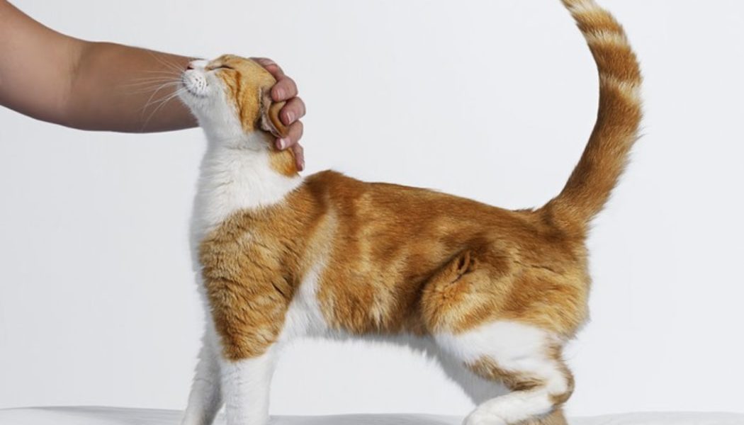 Why your cat probably hates the way you’re currently petting them (and how to do it right)…