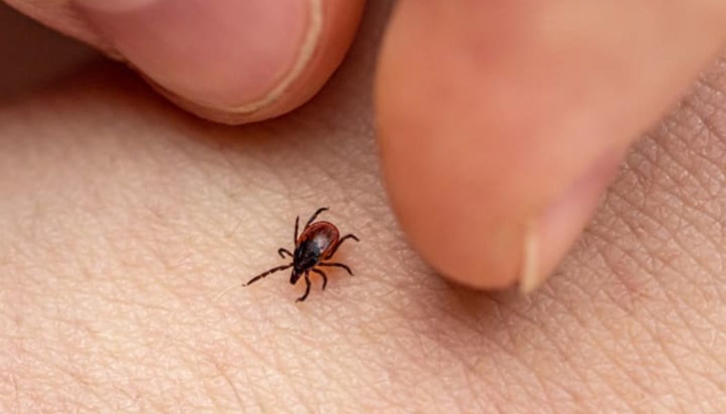 Ticks jump from trees, and 10 other myths about ticks, debunked…