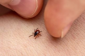 Ticks jump from trees, and 10 other myths about ticks, debunked…