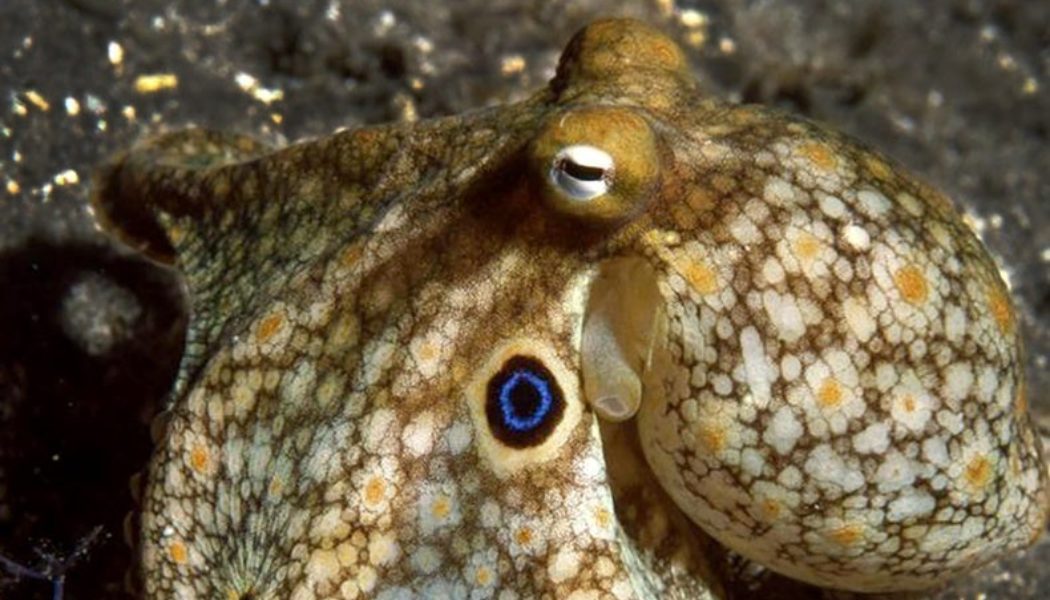 Octopuses just got weirder: Scientists have discovered they can redesign their brains when they get chilly…..