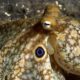 Octopuses just got weirder: Scientists have discovered they can redesign their brains when they get chilly…..