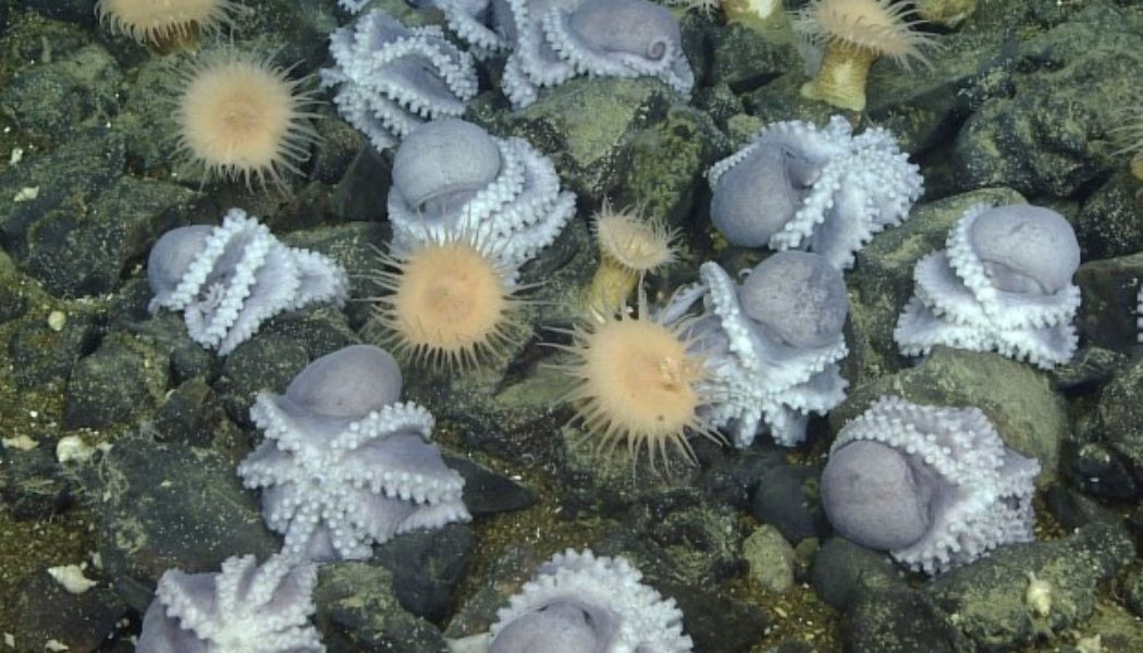 Scientists discover why an incredible 20,000 octopuses are brooding off the coast of Monterey…..