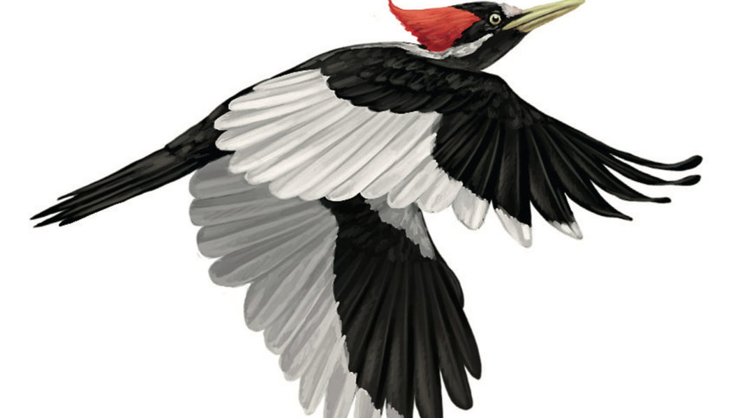 The search for the elusive “Lazarus bird,” the ivory-billed woodpecker, has obsessed believers and exasperated doubters for a century…