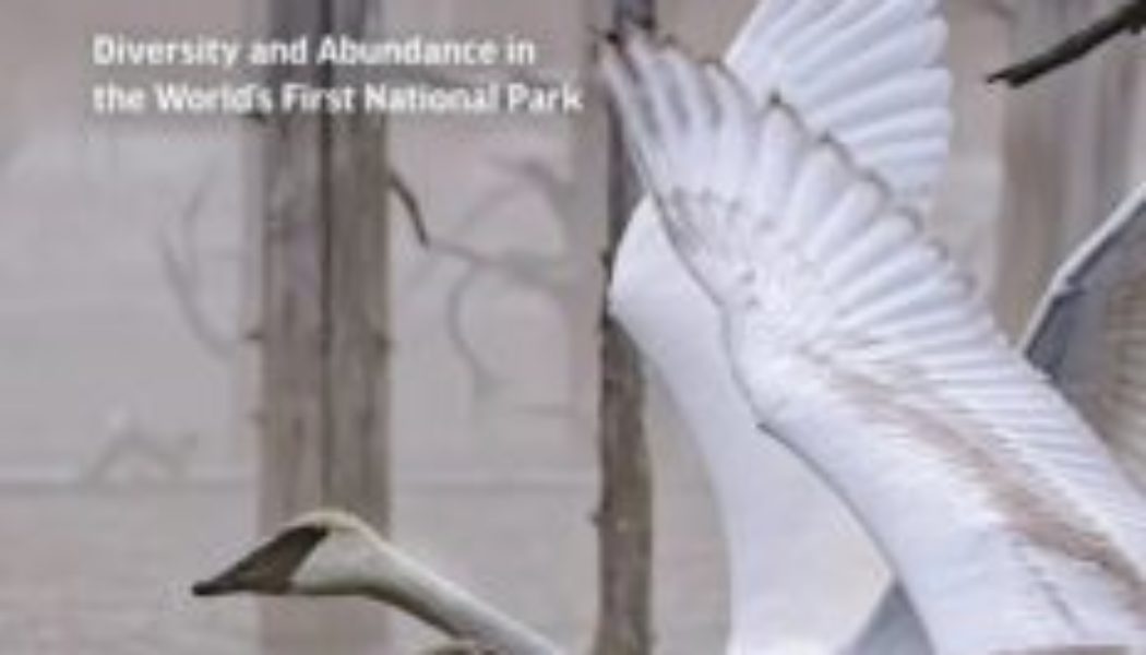 The World’s Most Beautiful Bird Lives in Yellowstone National Park…